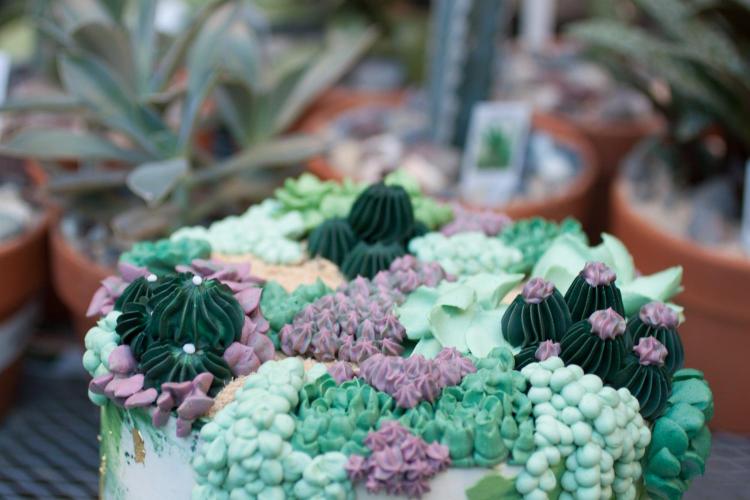 Vault & Vine Succulent Cake by Whipped Bakeshop